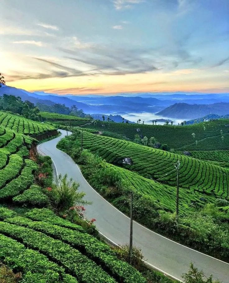 A winding road passing through neatly planted tea hills in Munnar.
