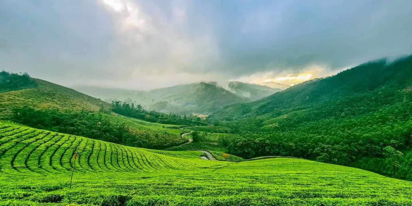 Curving rows of tea plants across misty green hills in Munnar.