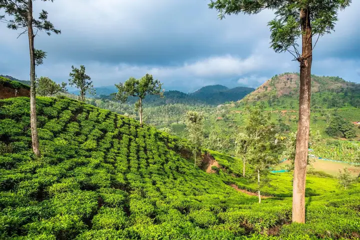 Tea plantation rows spread across green hills in Wayanad.